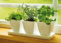 گیاهان,گیاهان آپارتمانی,طریقه نگهداری از گیاهان آپارتمانی