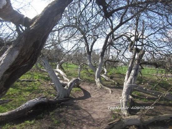 درخت سیب 220 ساله و راه عجیبش برای زنده ماندن