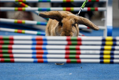 اخبار,اخبار گوناگون,مسابقه پرش خرگوش ها