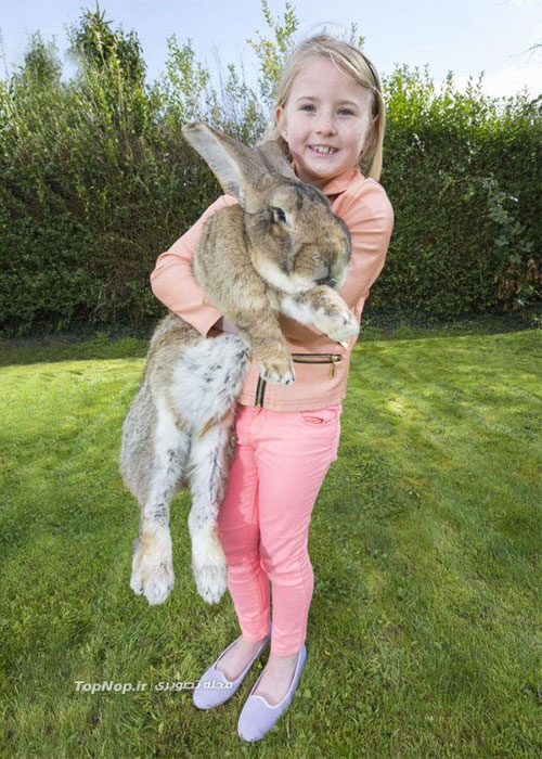 بزرگترین خرگوش دنیا