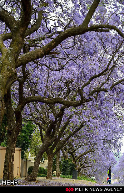 شکوفه دهی درختان جاکاراندا در پرتوریا