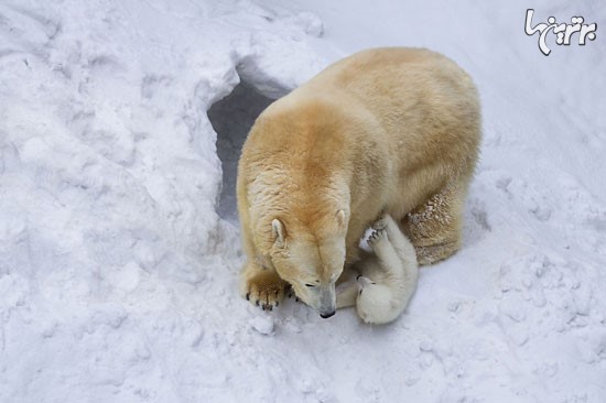 برف بازی بچه خرس قطبی با مادرش