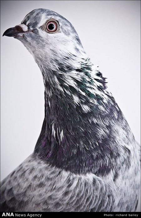 پرندگان در آتلیه عکاسی