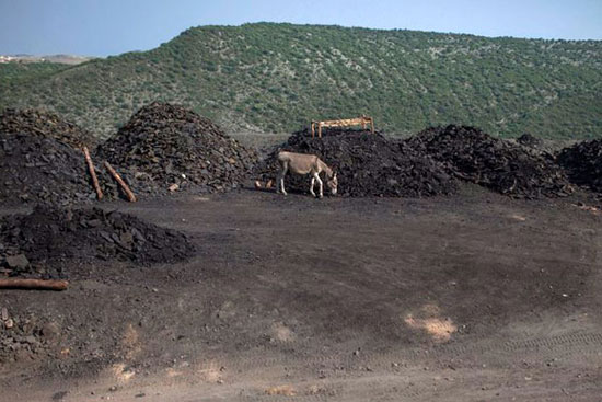 خر زغال‌سنگ، جانوران سخت کوش
