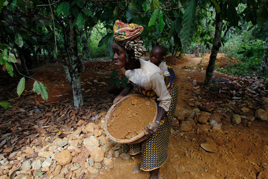 کاکائو را ول کرده اند، به معدن طلا چسبیده اند/گزارش تصویری رویترز از یابندگان طلا
