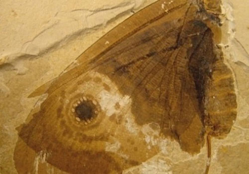 کشف قدیمی‌ترین فسیل پروانه جهان/پروانه‌ای که ۱۲۰ میلیون سال پیش منقرض شد