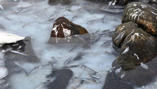 ماهی های یخ زده در رودخانه نروژ +عکس