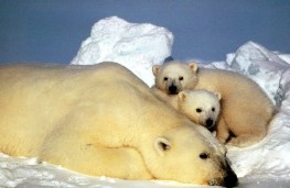 اخبارعلمی,خبرهای علمی,خرسهای قطبی