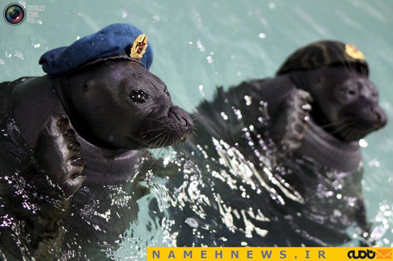 ارتش شیرهای دریایی در روسیه!+تصاویر