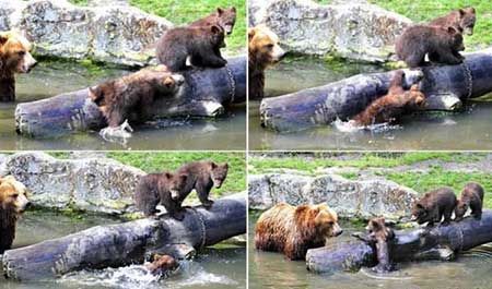 عکسهای جذاب,بچه خرس در باغ وحش,تصاویر دیدنی