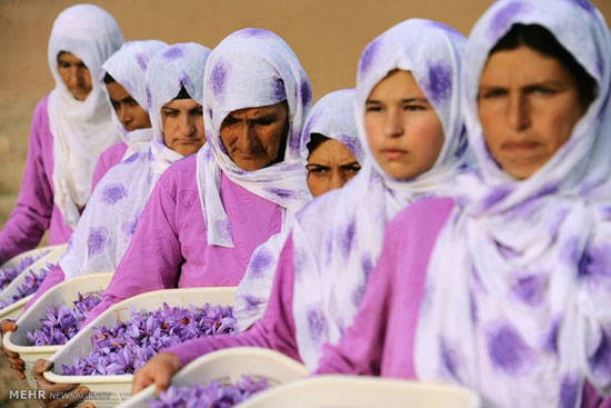 برداشت زعفران در افغانستان