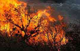 جنگل‌های ایران در آتش می‌سوزند:شمال ، شمال شرق و غرب