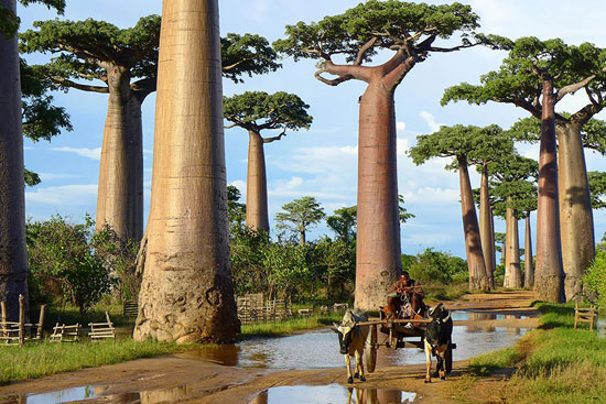تصاویر/ با شکوه‌ترین درختان جهان