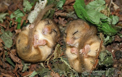 موش های وحشی زیبا و کوچک