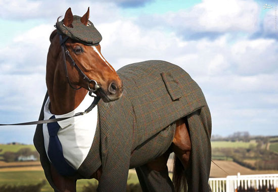 عکس/ خوش‌ تیپ‌ترین اسب دنیا