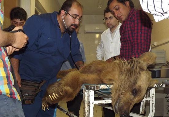 قتل یک ماده خرس در کرمانشاه با 100 گلوله! +عکس