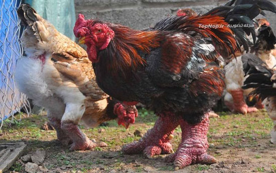 نژاد پاگنده ها در میان مرغ و خروس ها