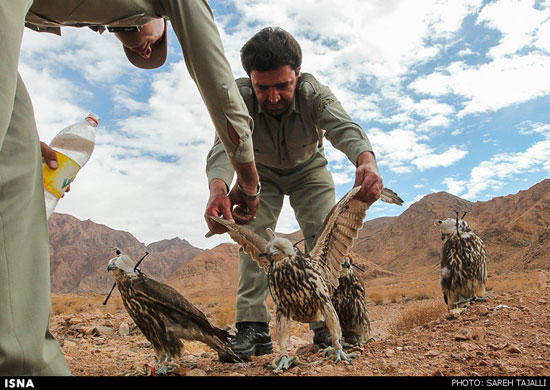 بازگشت پرندگان قاچاق شده به دامان طبیعت - کرمان