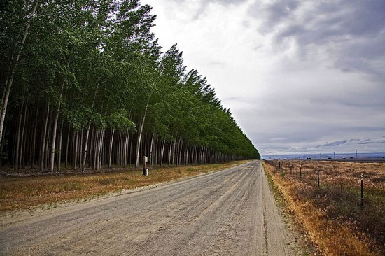 مزارع عظیم چوب در آمریکا +عکس