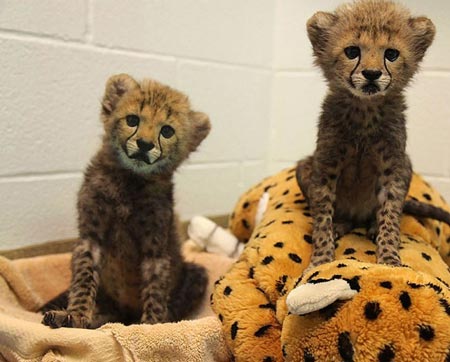 دو بچه چیتا در باغ وحش دالاس 