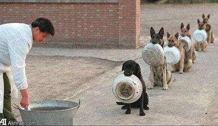 اخبار,اخبارگوناگون ,عکس سگها در صف گرفتن غذا