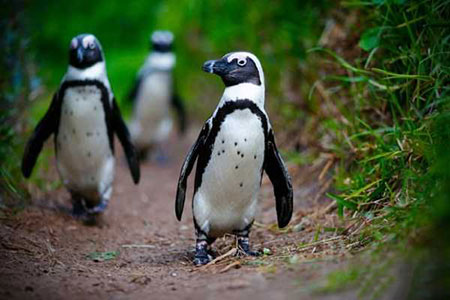 عکسهای جذاب,تصاویر جالب,پنگوئن 