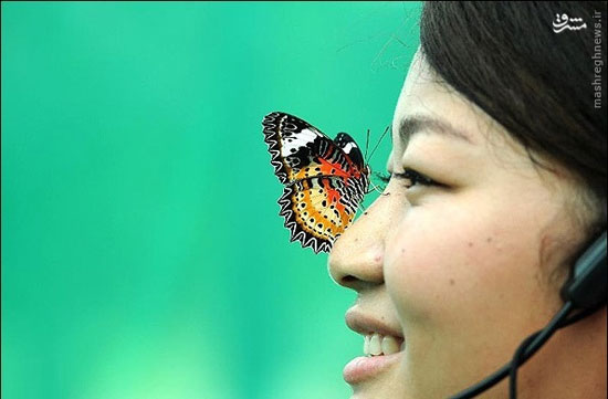جشنواره پروانه ها در چین