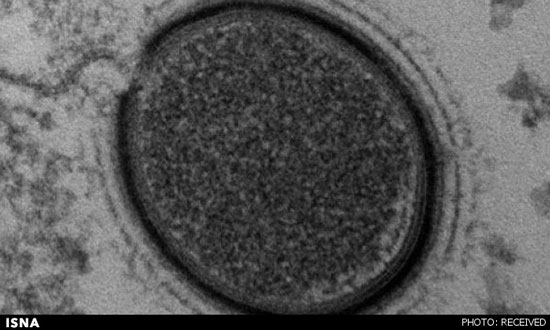 کشف یک ویروس ۳۰ هزار ساله در سیبری