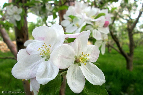 شکوفه های سیب در سمیرم