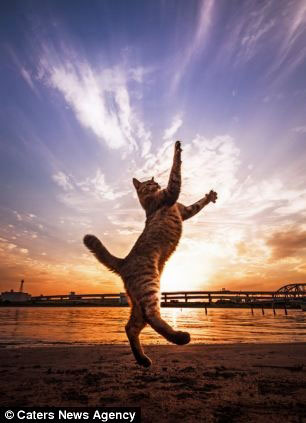 تصاویری از گربه کونگ فوکار ژاپنی!