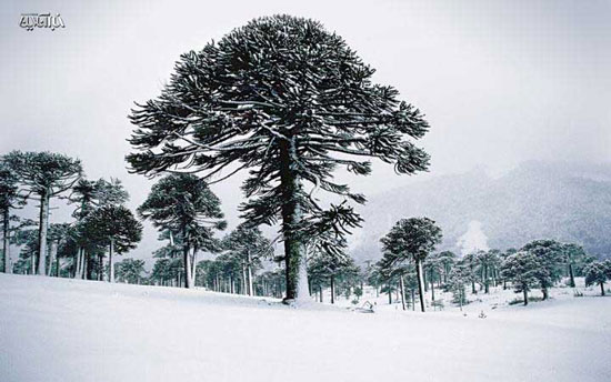 زیباترین درختان دنیا
