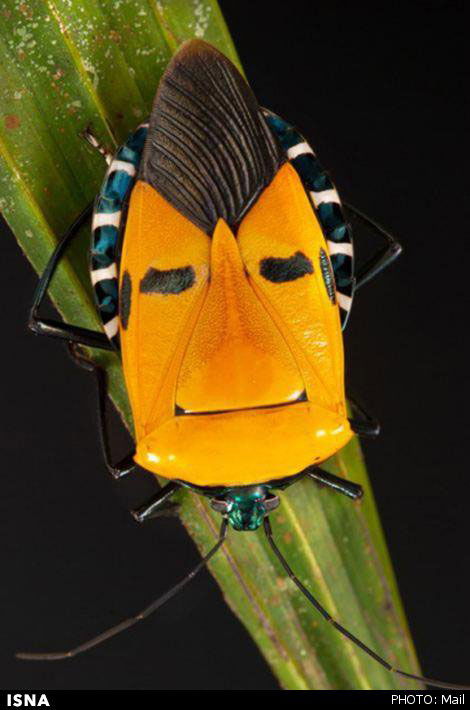 حشراتی که می‌خواهند شبیه انسان باشند