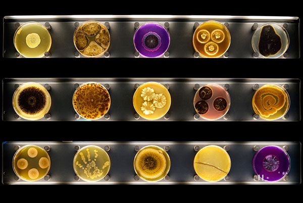 موزه میکروب؛ اولین «باغ وحش» میکروب‌ها در جهان