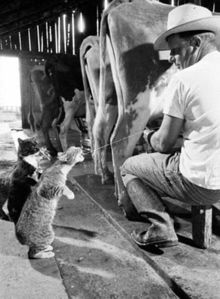 عکسهای جالب,شیر دادن به گربه ها ,تصاویر جالب
