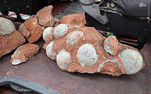کشف تخم‌ دایناسور در چین