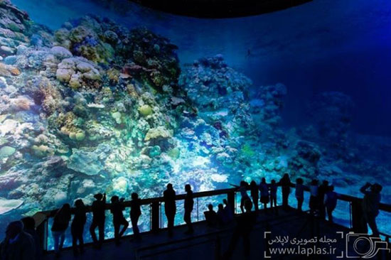 تماشای دیوار بزرگ مرجانی استرالیا از نزدیک