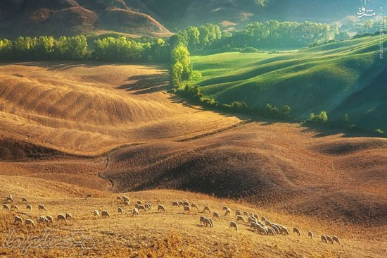 مناظر بسیار زیبا از چرای گوسفندان در مزارع ایتالیا
