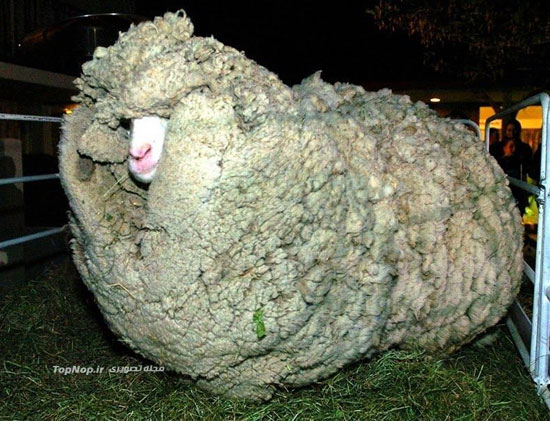 گوسفند فراری رکورد دار در کتاب گینس +عکس