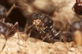 اخبار,اخبار علمی ,طول عمر یک مورچه