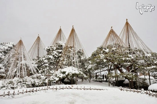 راه حل ژاپنی برای حفظ درختان در برف