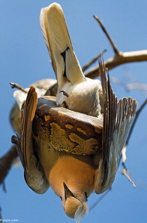 (تصاویر) چنبره مرگ به دور کبوتر