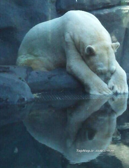 افسرده ترین خرس دنیا +عکس