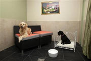   افتتاح هتل لوکس چهار ستاره برای سگها در پاریس  
