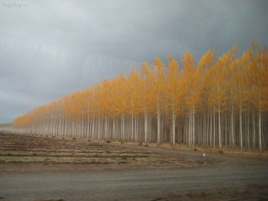 مزارع عظیم چوب در آمریکا +عکس