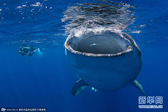 شنا با کوسه نهنگ