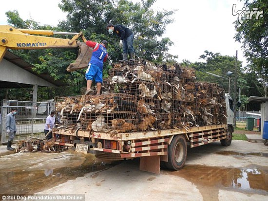 تجارت گوشت سگ در تایلند
