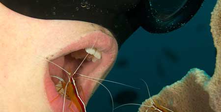 اخبار,اخبار گو.ناگون,جالبترین روش مسواک زدن دندان با موجودات دریایی