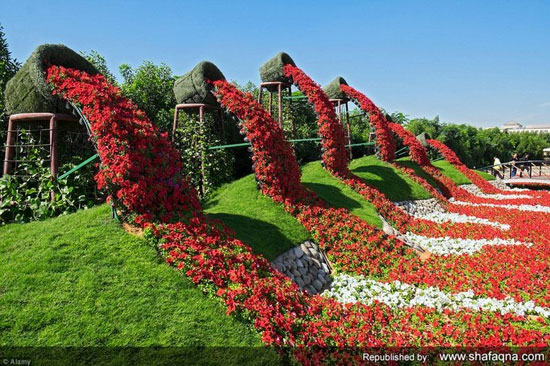 بزرگترین باغ گل جهان در عمق صحرای سوزان دوبی + 17 تصویر