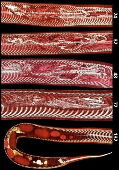 عکس: مراحل هضم موش در بدن مار
