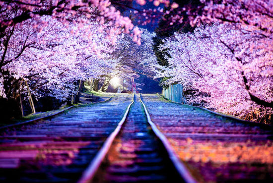 شکوفه‌های گیلاس ژاپنی +عکس